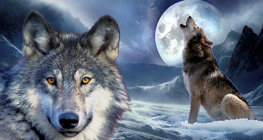 狼群视频直播,免费观看的盛宴插图 狼群视频直播,免费观看的盛宴插图