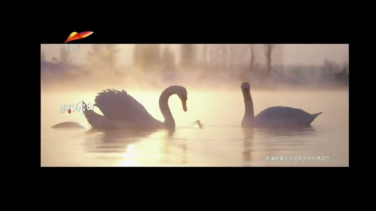 新疆xjtv2台直播回放，精彩纷呈，不容错过插图