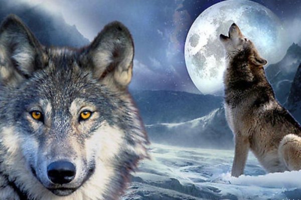 狼群视频直播，免费观看的盛宴-踏云行