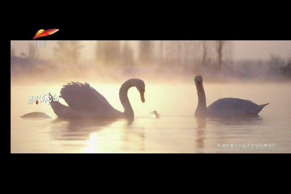 新疆xjtv2台直播回放，精彩纷呈，不容错过-踏云行